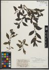 Foto von Salix myrsinites L. x Salix nigricans Sm.